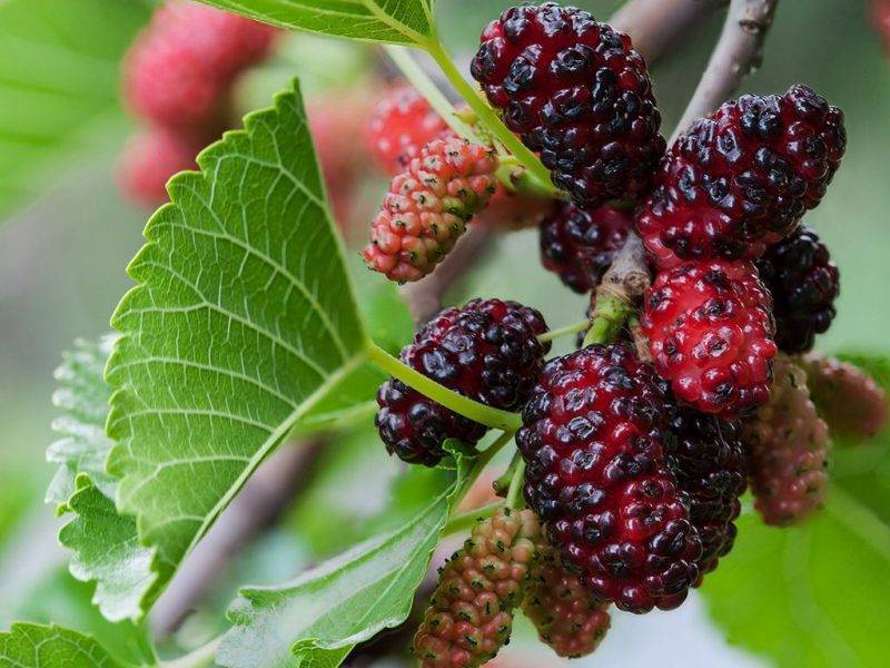 Шелковица купить саженцы из питомнике в Альметьевске