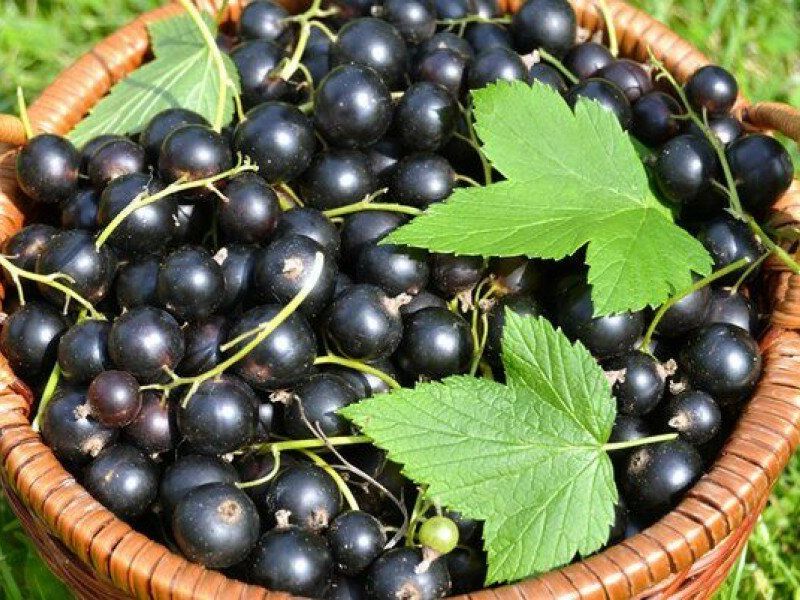 Смородина купить саженцы из питомника в Альметьевске