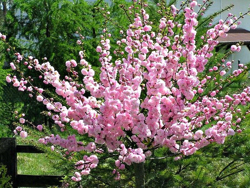 Миндаль купить саженцы из питомника в Альметьевске