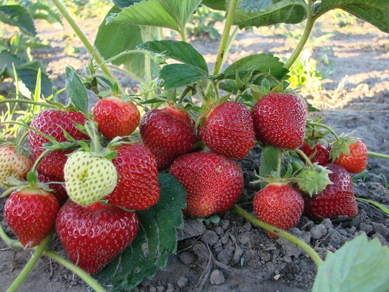 Клубника купить саженцы из питомника в Альметьевске