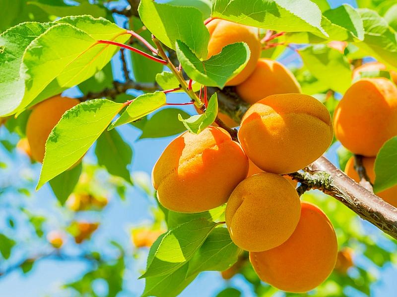 Абрикос купить саженцы из питомнике в Альметьевске