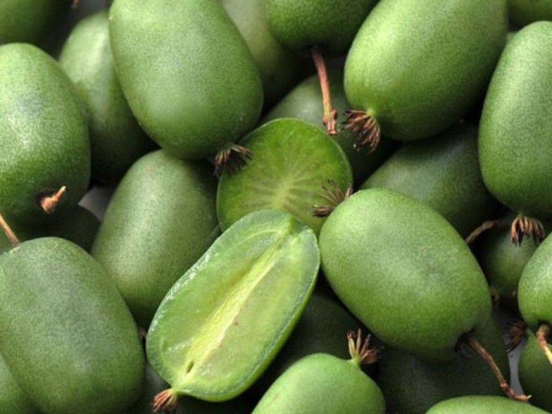 Актинидия купить саженцы из питомнике в Альметьевске
