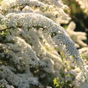 Спирея "ГРАЦИОЗА" (стакан Р9)