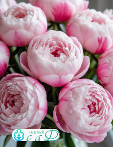 Пион" ДЖОКЕР"